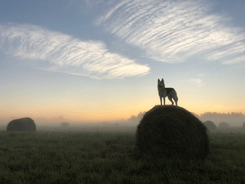 Пес, стоящий на стоге сена в поле